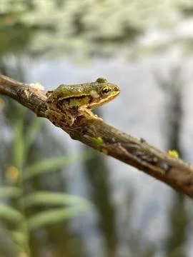 Close up of a frog on a Brance Stock Photos