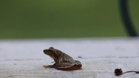 Close up of Frog Breathing Video stock 205732626