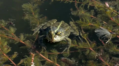 Close up of frog, breathing, reflected in green, mossy, pond water. 1080p.mp4 Video stock 45706064
