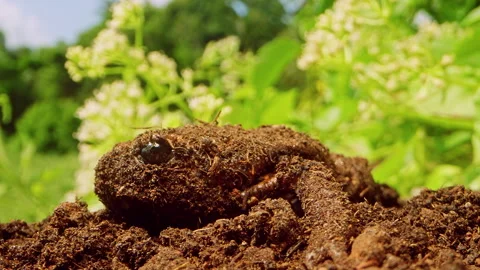 Close Up of Frog Covered in Soil Resting on Dirt with Blurred Green Plants in Ba Stock Footage 331023096