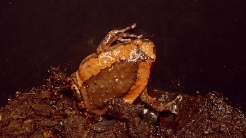 Close Up of Frog Covered in Wet Mud as Water Splashes on Body Revealing Natural Stock Footage 331022636