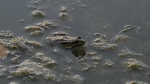 Close-up, Frog Eats Caught Dragonfly Sitting in Water Near Shore in Algae Stock Footage 156481339