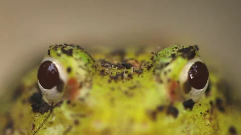 Close up of Frog Eyes Stock Footage 206079876
