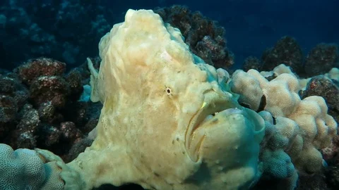 Close up of Frog Fish 스톡 동영상 102021172
