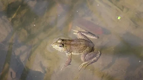 Close-up: Frog floats in clear rural pond, small fish swim underneath. Stock Footage 320588057