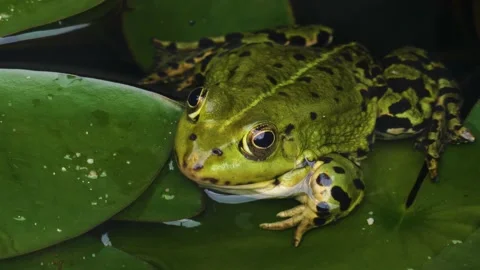 Close up of frog Stock Footage 144214819
