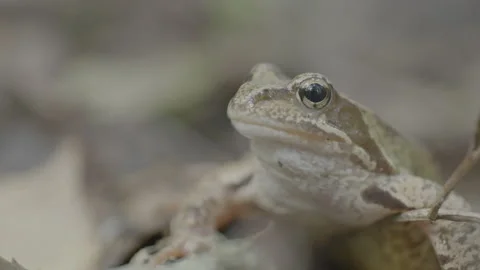 A close up of a frog Video stock 151831730