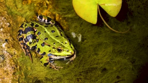 Close up of a frog  Stock Footage 251279483
