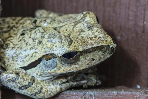 Close up frog in home,Common tree frog Stock Photos