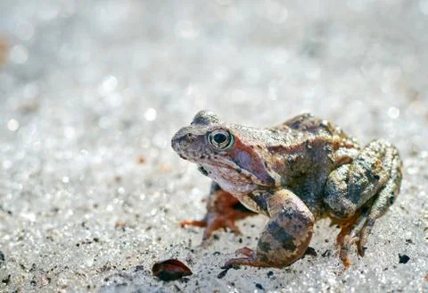 A close up of a frog on the ice. Early spring. abnormal phenomena in nature. Stock Photos