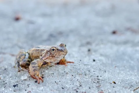 A close up of a frog on the ice. Early spring. abnormal phenomena in nature. Stock Photos
