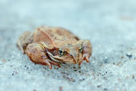 A close up of a frog on the ice. Early spring. abnormal phenomena in nature. Stock Photos