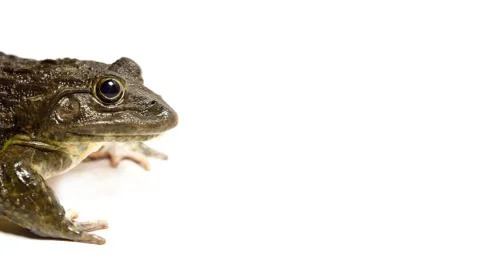 Close up of Frog isolated on a white background Stock Photos