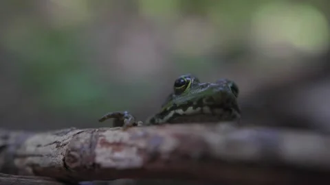Close up of a frog on a log. Stock Footage 158204403