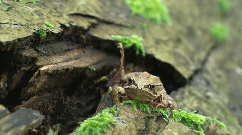 Close Up of A Frog Looking At The Camera, Breathing Video stock 37605984