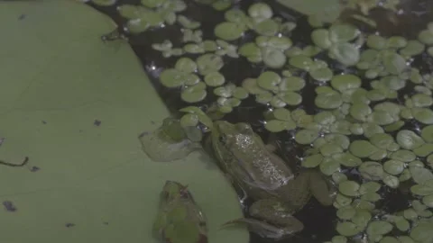 Close-Up Frog on Lotus Leaves Pond Wildlife Stock-Footage 343697366