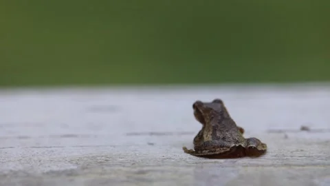 Close up of Frog Moving Over to the Right Stock Footage 205725877