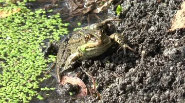 Close up Frog in the natural environment. Stockbeeldmateriaal 85627317