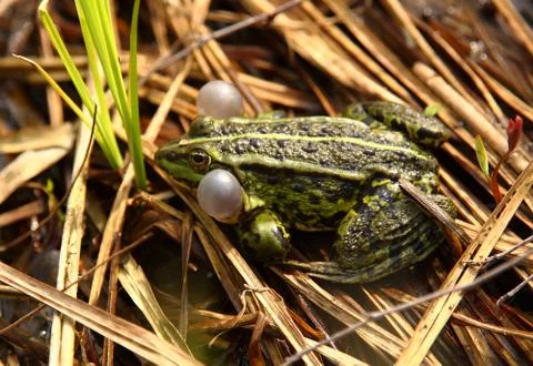 Close-up of a frog Stock Photos