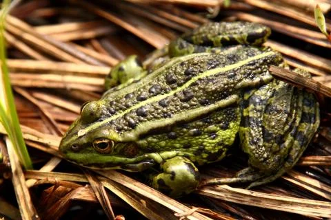 Close-up of a frog Stock Photos