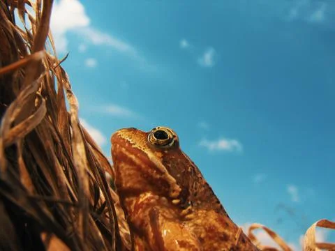 Close up of a frog 스톡 사진