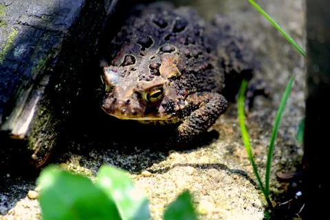 Close up of a frog 写真素材