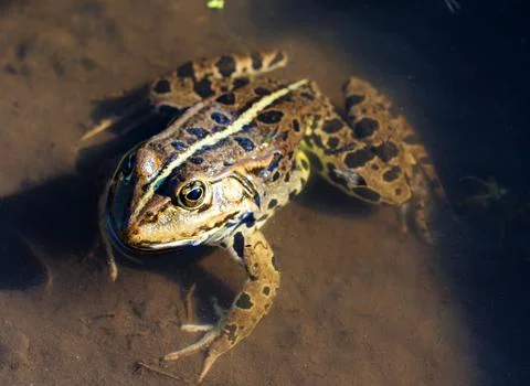 Close up to frog Stock Photos