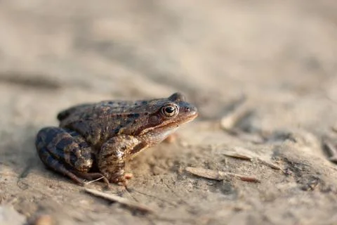 Close up of a frog Stock Photos