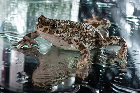 Close up of a frog Stock Photos