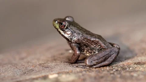 Close up of a frog on a rock Stock Footage 55013303