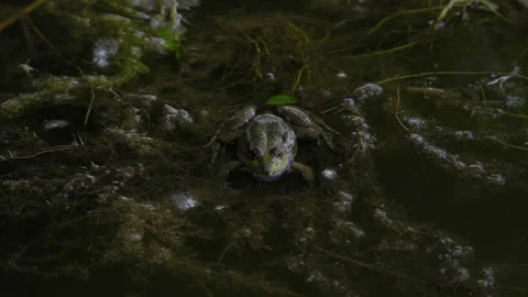 Close-up, Frog Sits in Water in Algae Environment Stock Footage 156481429