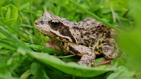 Close Up Of Frog Sitting And Breathing Stock Footage