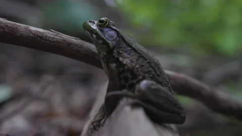 Close up of a frog sitting on a log. Stock Footage 158204460