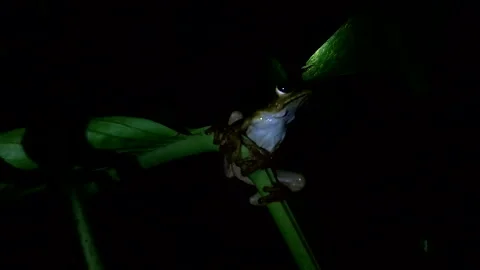 Close up of a frog sitting on a plant in the dark Видео 336925039