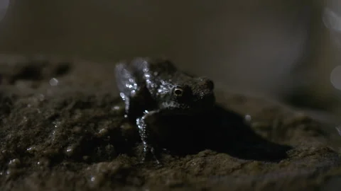 Close up of a Frog Sitting on a Rock Stock Footage 270325781
