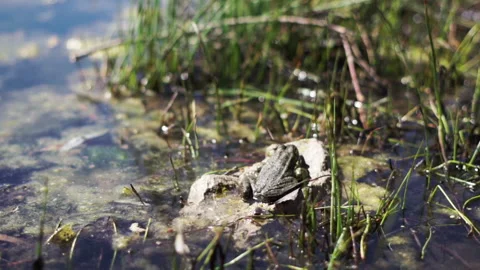Close up of a frog sitting on a rock in the lake, basking in the sun Stock-Footage 194517073