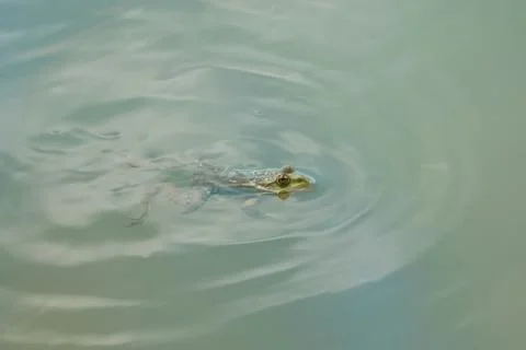 Close-up of a frog sitting in the water Foto stock