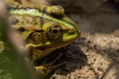 Close-up of a frog sitting in the water 스톡 사진