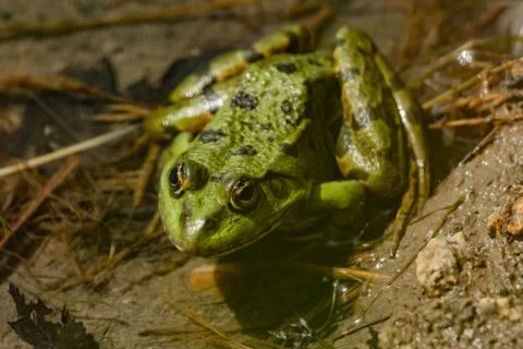 Close-up of a frog sitting in the water Foto stock