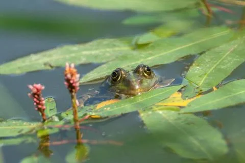 Close-up of a frog sitting in the water Stock-Fotos