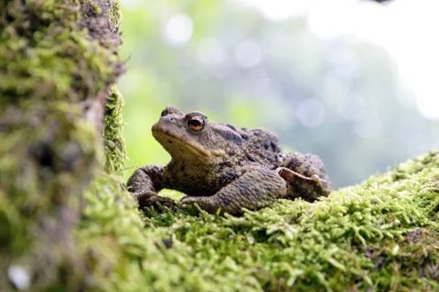 Close-up frog toad (Bufo bufo) Stock Photos