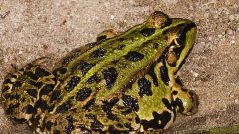 Close up of Frog Toad Stock Footage 116614282