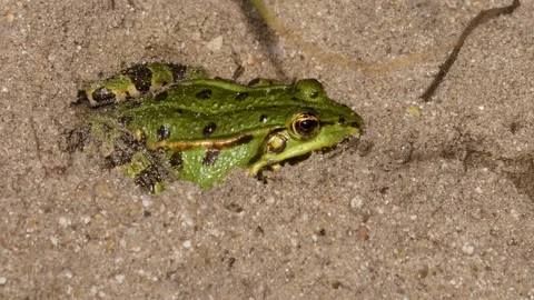 Close up of Frog Toad Stock Footage 116614355
