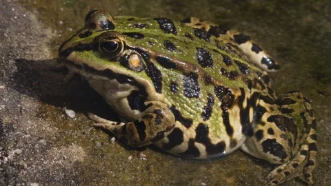 Close up of Frog Toad Video stock 116619528