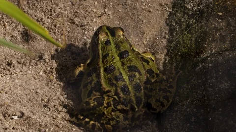 Close up of Frog Toad Stock-Footage 116619720
