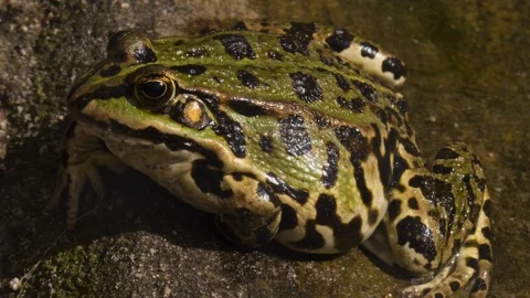 Close up of Frog Toad Stock Footage 116619812