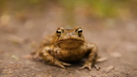 Close up of Frog Toad Stock Footage 129619544