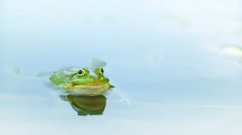 Close up of Frog in the water, HD 720p Stock Footage 52274434