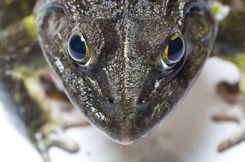 Close up of Frog on a white background Stock Photos