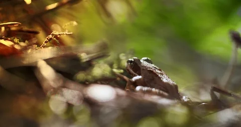 Close-up frog in the wild. hid among leaves and sticks. Macro shooting Stock Footage 114359585